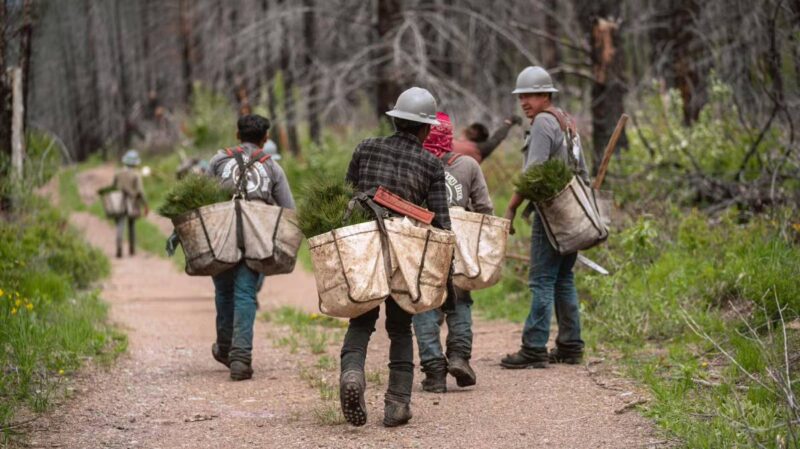 Columbia Gem House Raises $10,000 for National Forest Reforestation Efforts